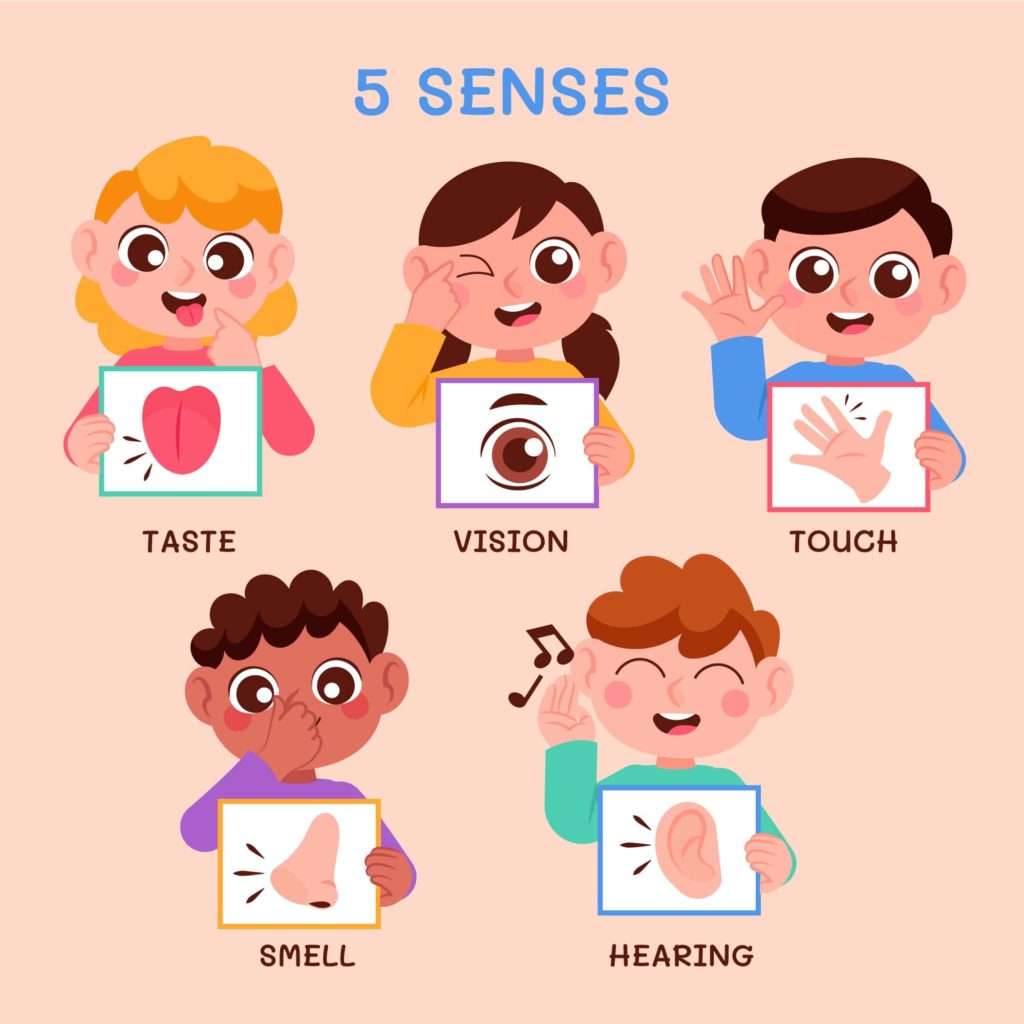 5 senses of human body