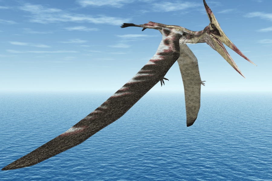 Pterodactyl