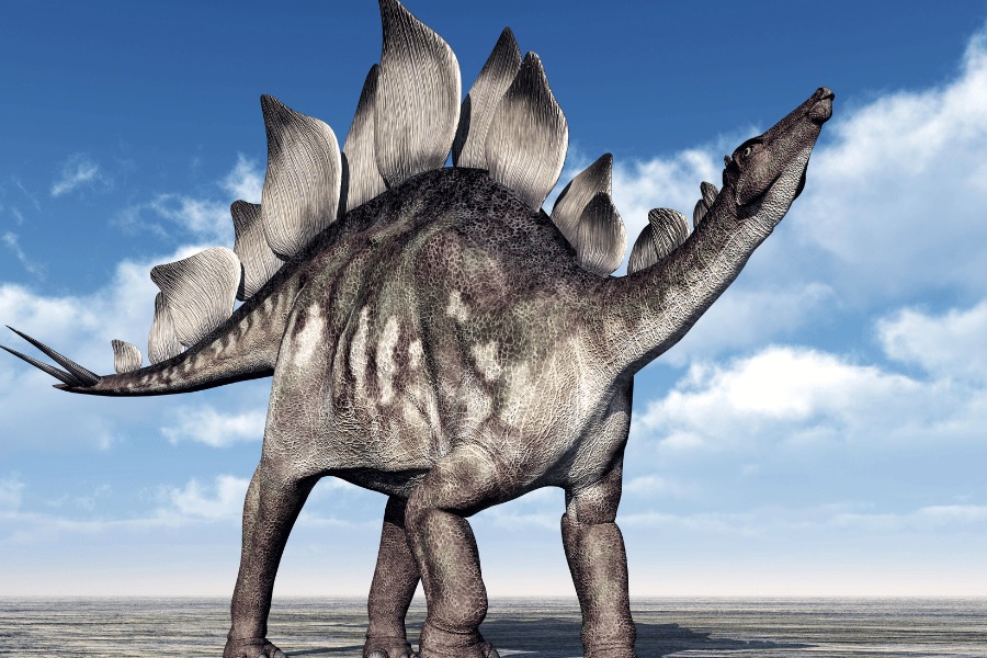 Stegosaurus 