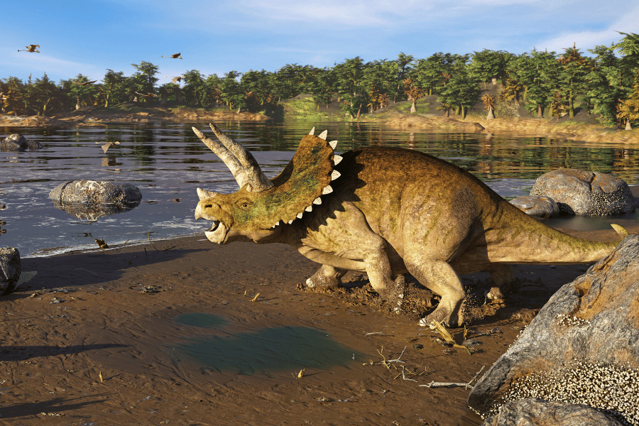 Triceratops Top 10 Most Popular Dinosaurs 