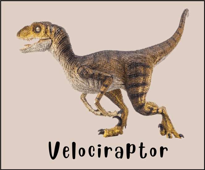 Velociraptor 