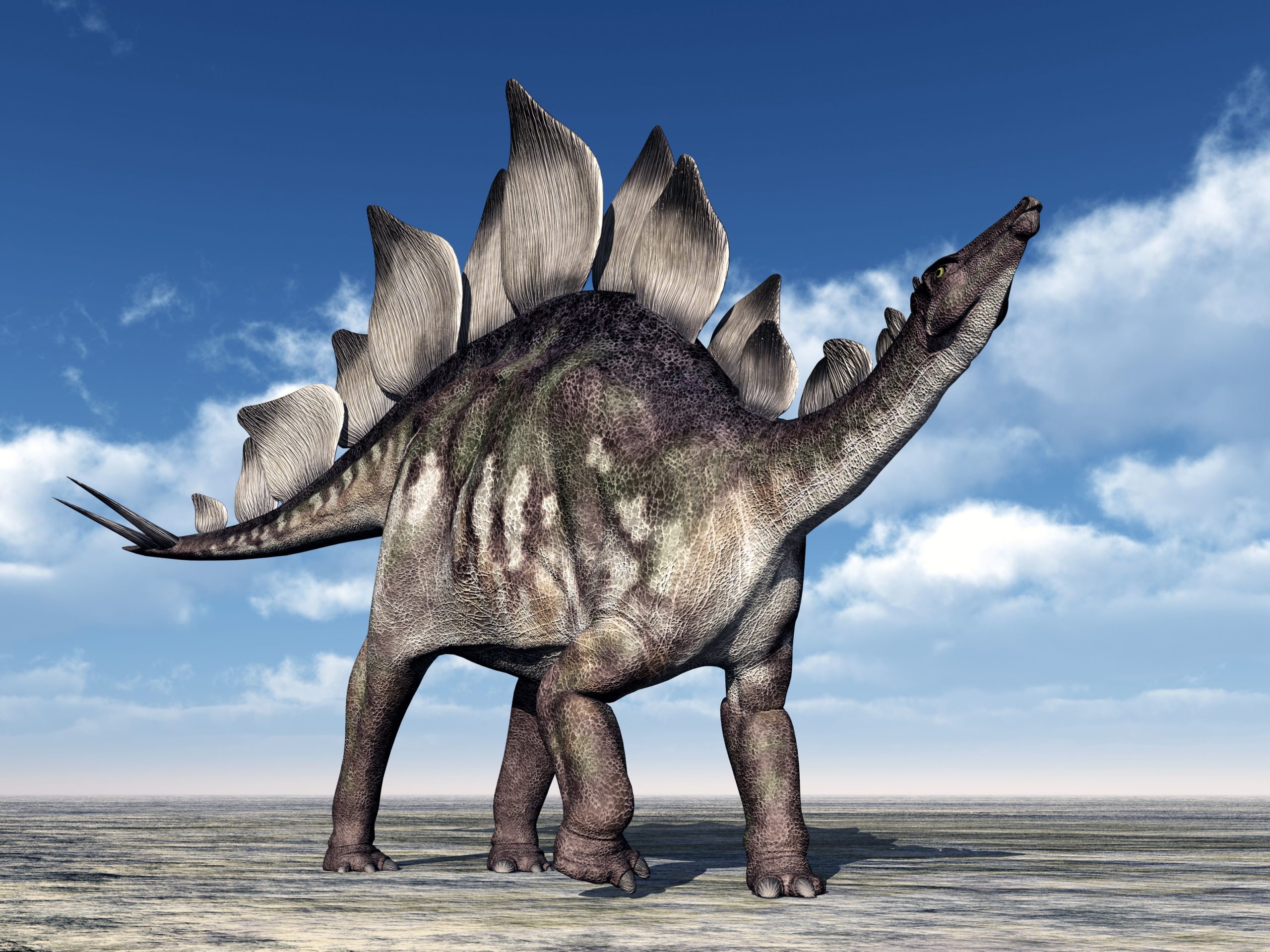 Fun Facts about Stegosaurus