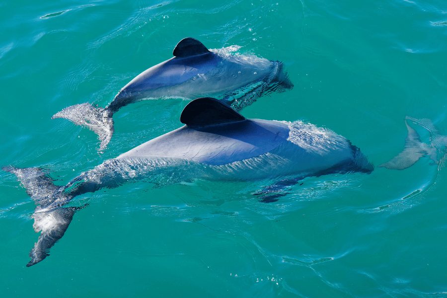 hectors dolphin 