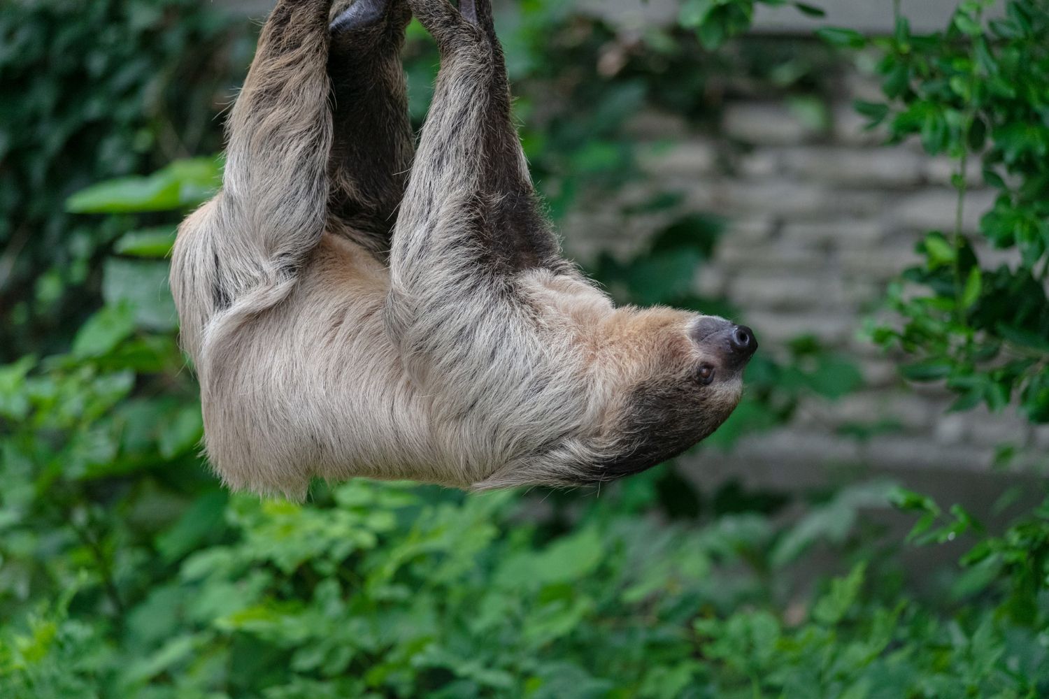 all about sloths