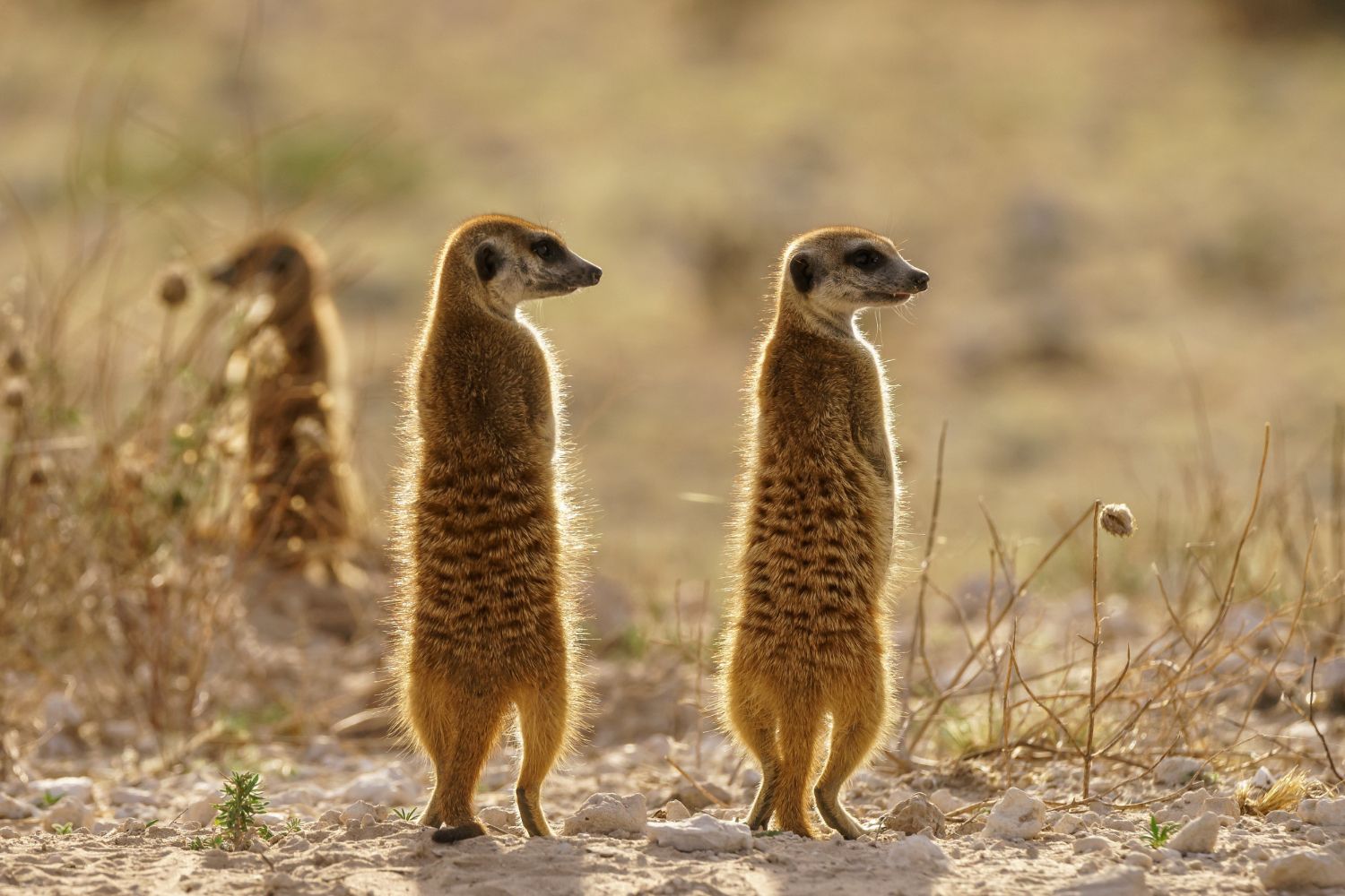 all about meerkats