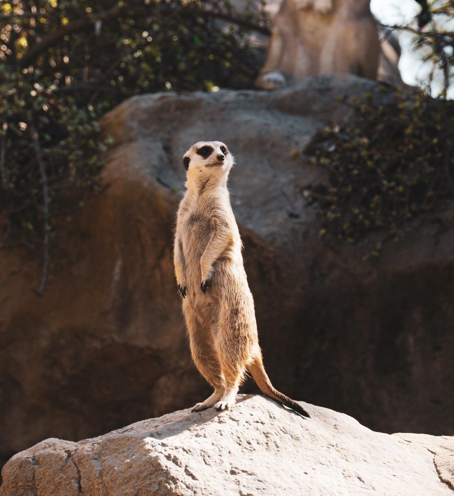 meerkat 