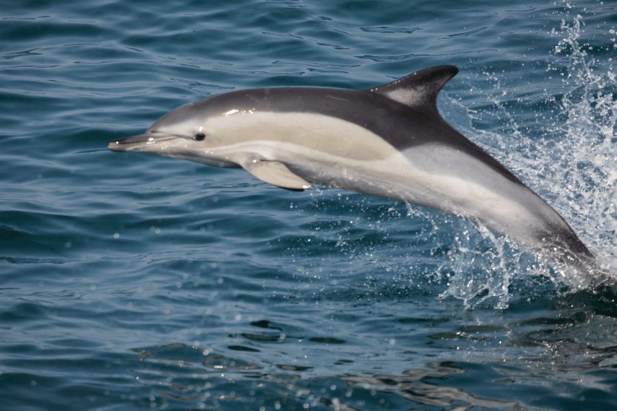 white sided dolphin 