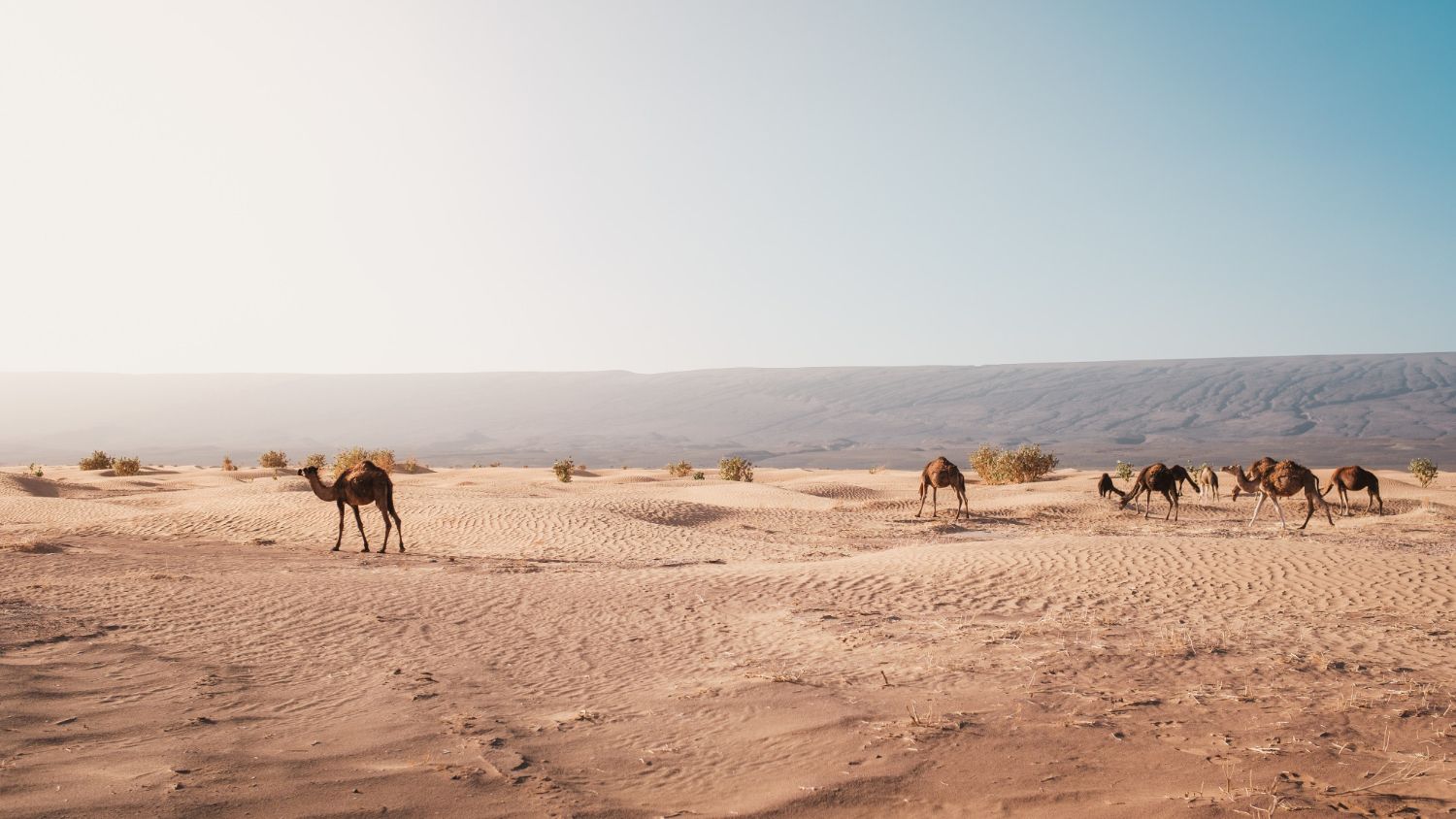 desert animals camel